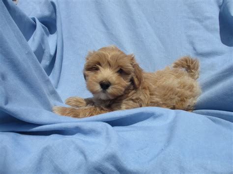 maltipoo breeders in maryland|free maltese puppies in maryland.